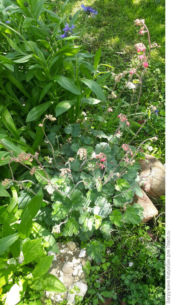 Моя первая гейхера!