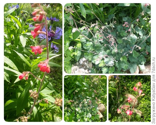 Начинается цветение гейхеры