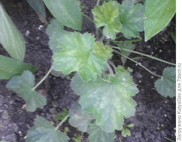 Обнаружила малышку на клумбе!