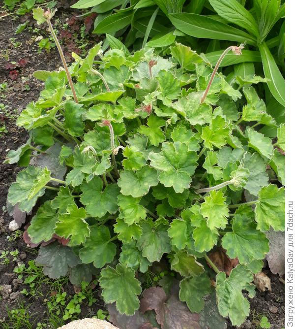 Весна... Гейхера наращивает листья