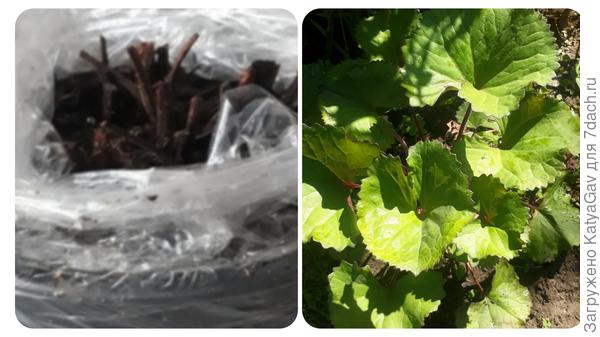 Такой из питомника пришёл - Такой сейчас