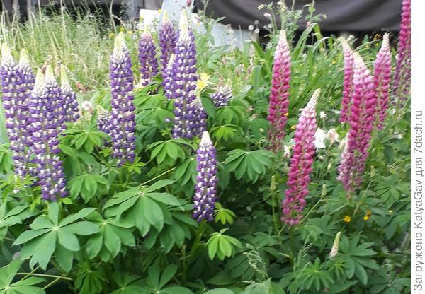 Выращены из семян, им третий год. Не сорничают, т.к. обрезаю отцветающие метёлки