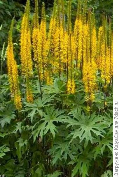 Фото из инета