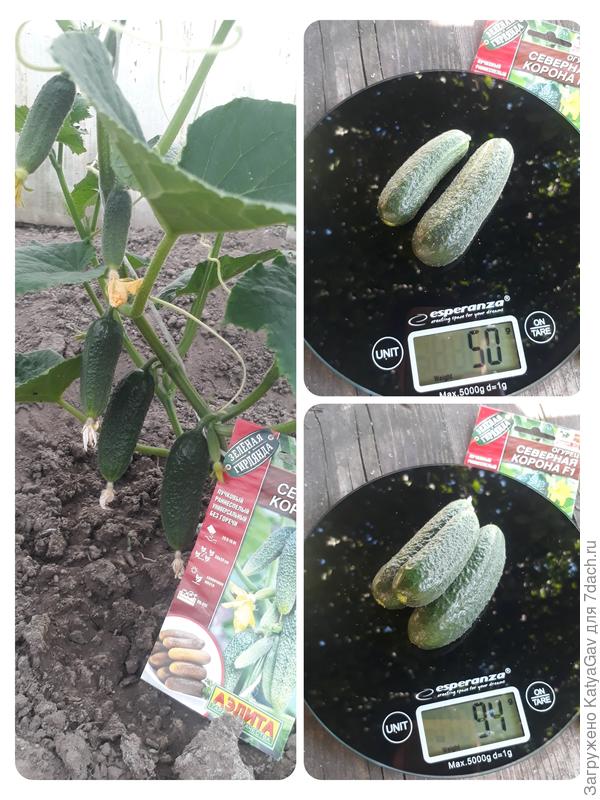 Первый урожай!