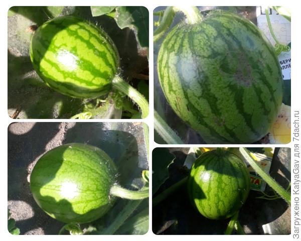 Все ягодки на основном стебле