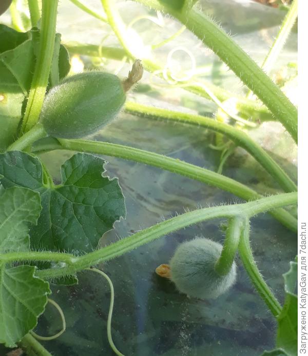 Малявочки :)