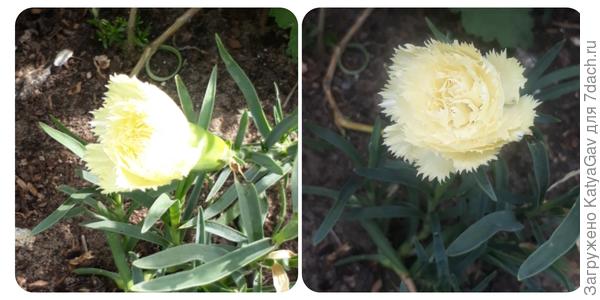 Утром и после полудня