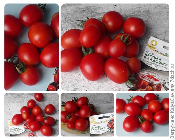 Помидорки :)