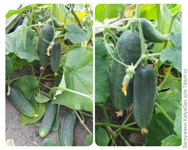 За один раз в 2-3 дня снять плодов можно 1-1,5 кг.