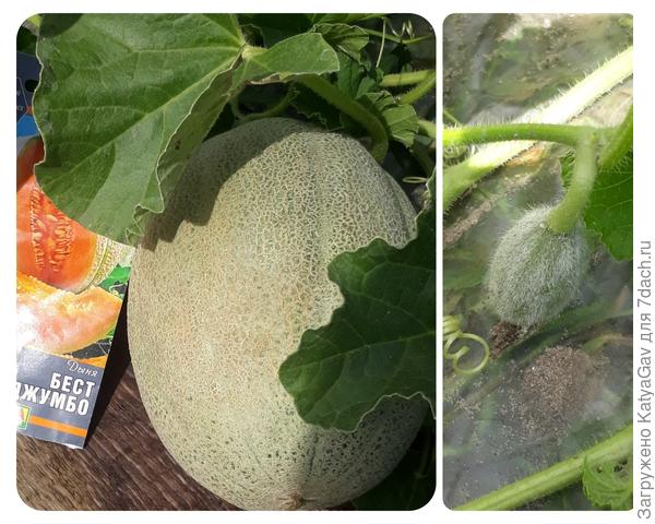 Экземпляр N1