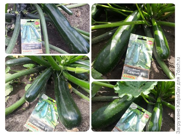 Плодоношение