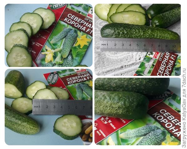Параметры огурцов Северная корона F1