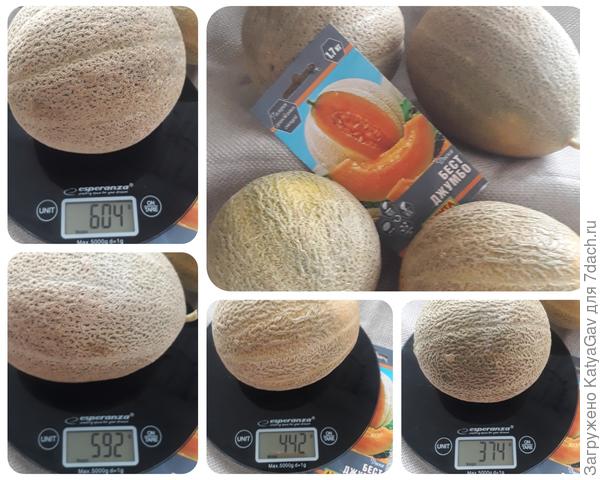 Экземпляр N3, четыре плода