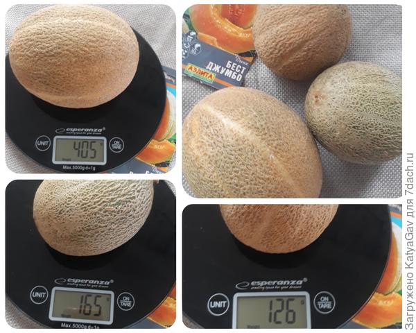 Экземпляр N2, три плода