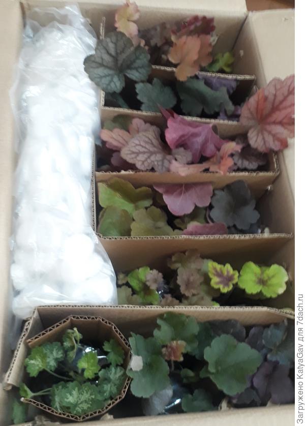 Новые гейхерки :)