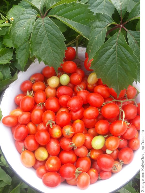 Последний сбор томатиков