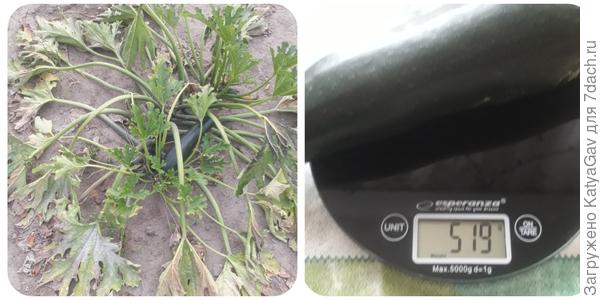 Плодоношение окончено. Последний кабачок сорван, вес зафиксирован.