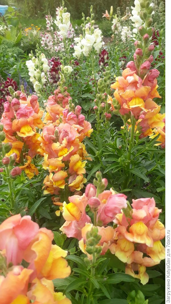 Абрикосовый зонтик