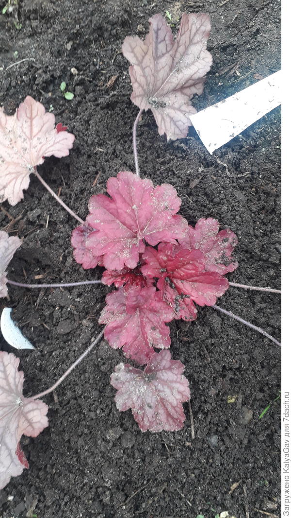 Вот тут у Берри Смузи видны прожилки, фото, правда, неопрятное после мульчирования :)