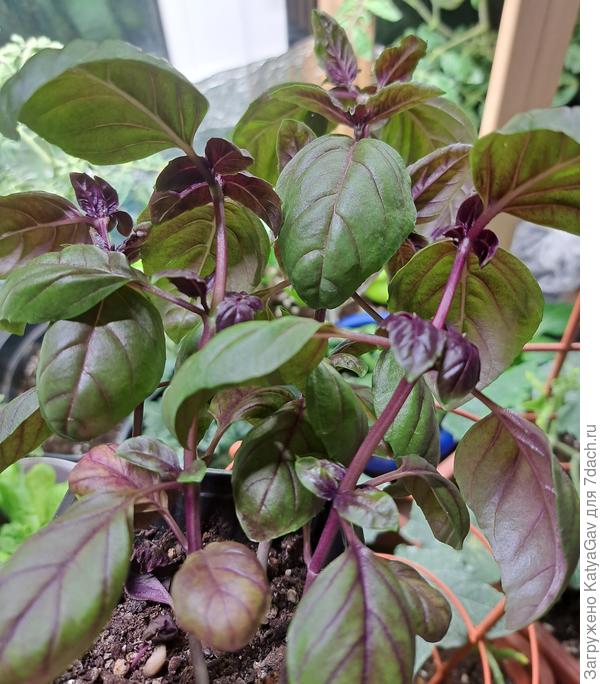 Ещё базилик