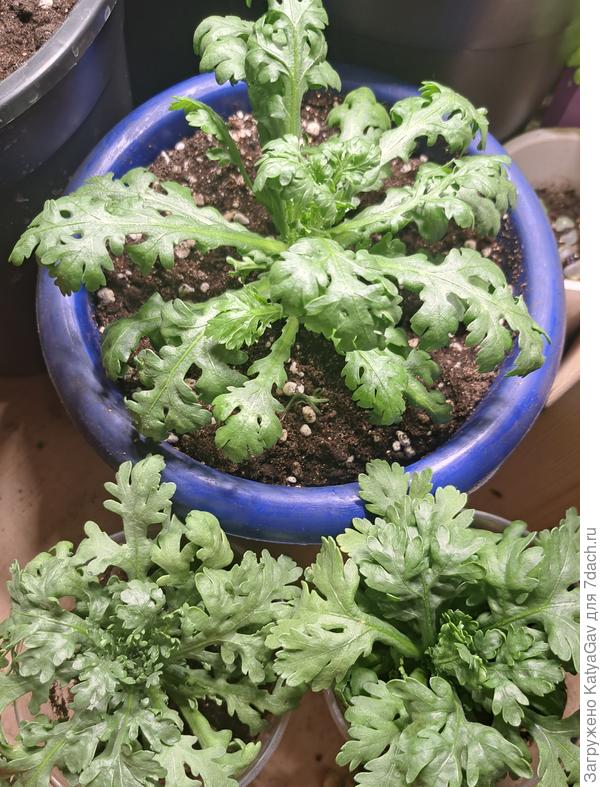 Овощная хризантема