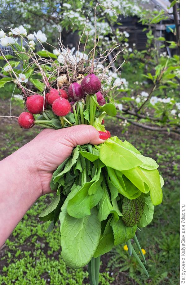 Цветы у меня пока не цветут, поэтому дарю овощной букетик! :)