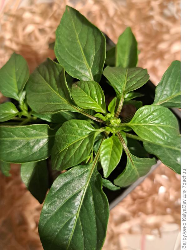 Острый перчик