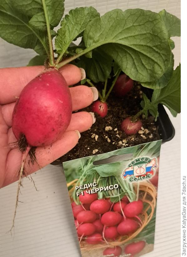 Редис, по-моему, один из самых сложных для выращивания в светокультуре