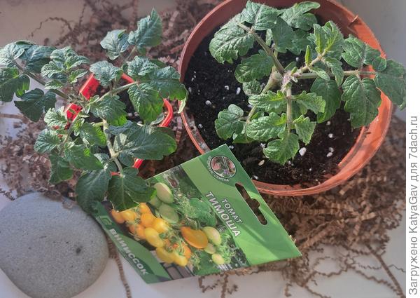 Сегодняшнее фото. Перевалка