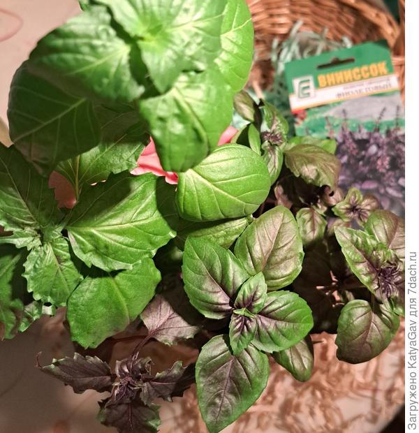 Базилик. У меня растёт три сорта. На фото один из них