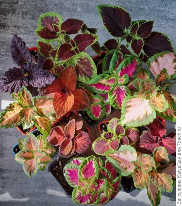 Из семян Аэлиты