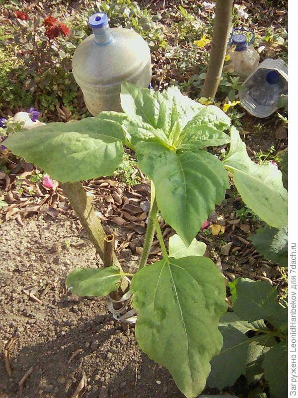 Мак под подсолнухом