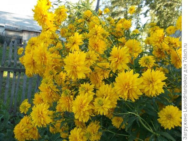 Название забыл