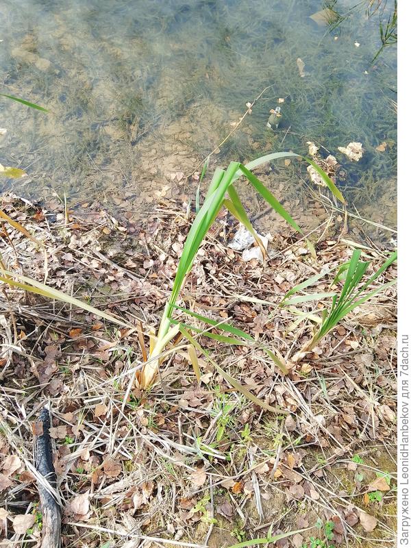 Рогоз или ирис