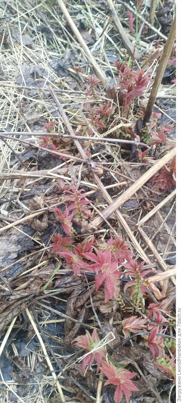 Таволга листья красного цвета боюсь что это не таволга