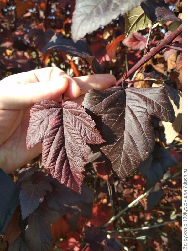 пузыреплодник бордовый