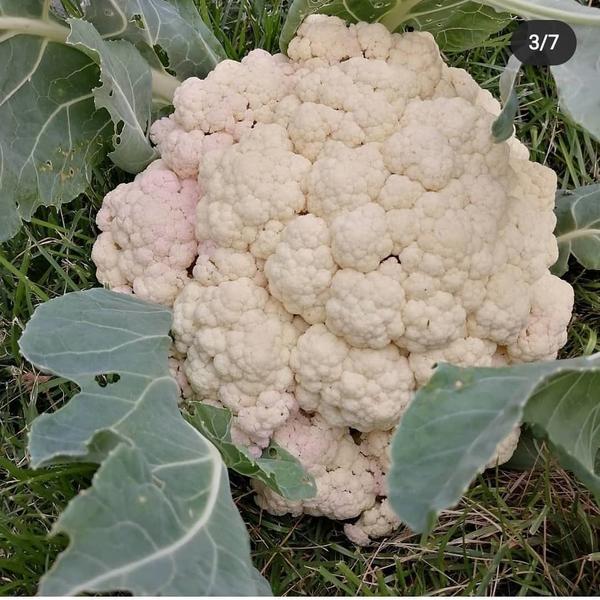 Цветная капуста