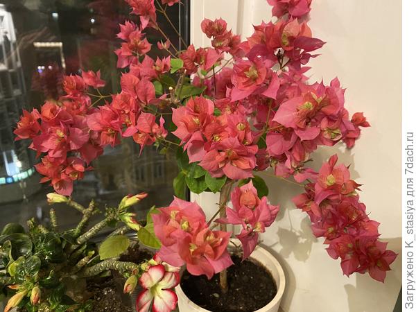 Только распускается