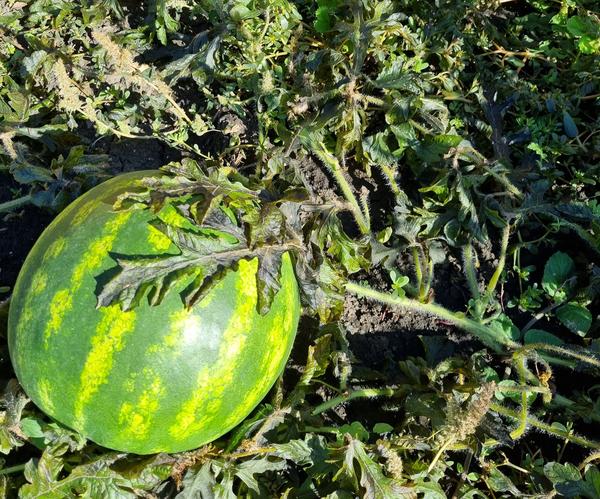 Замерзший лист