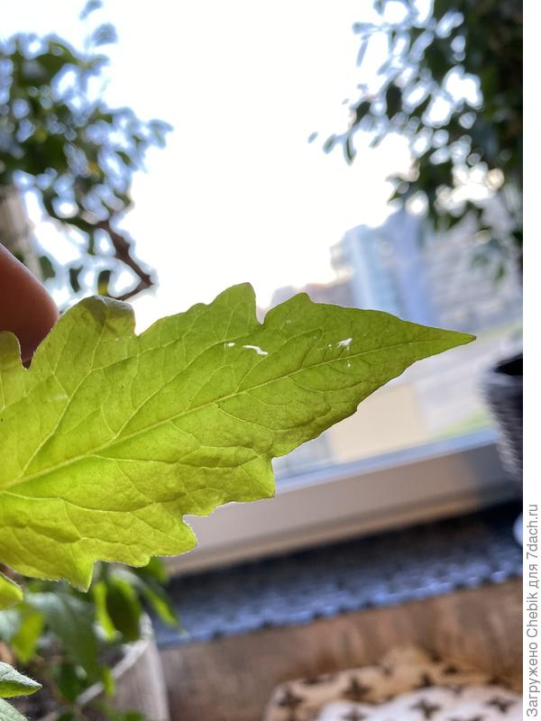 И часто вот такими полосками