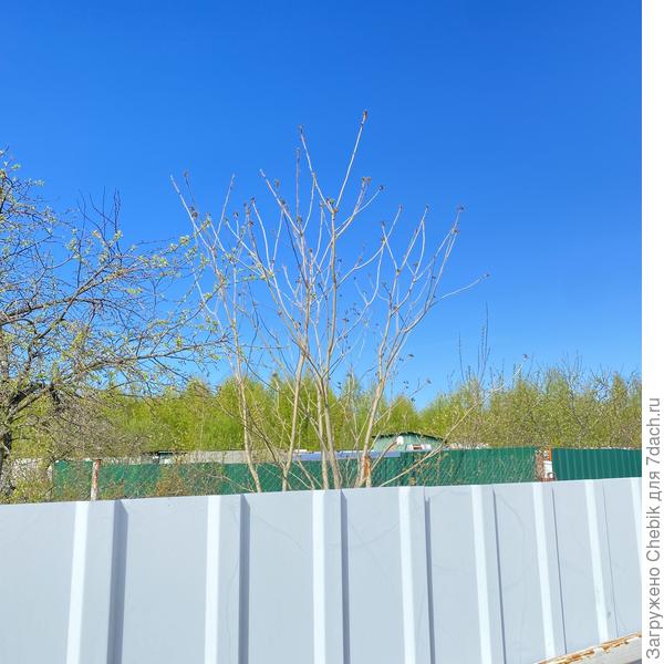 Вот одно из его орехов, видно через забор.