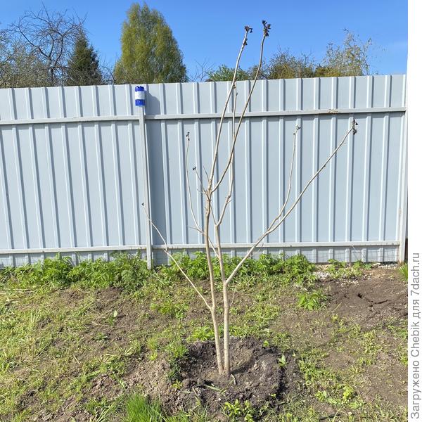 Вот наш саженец