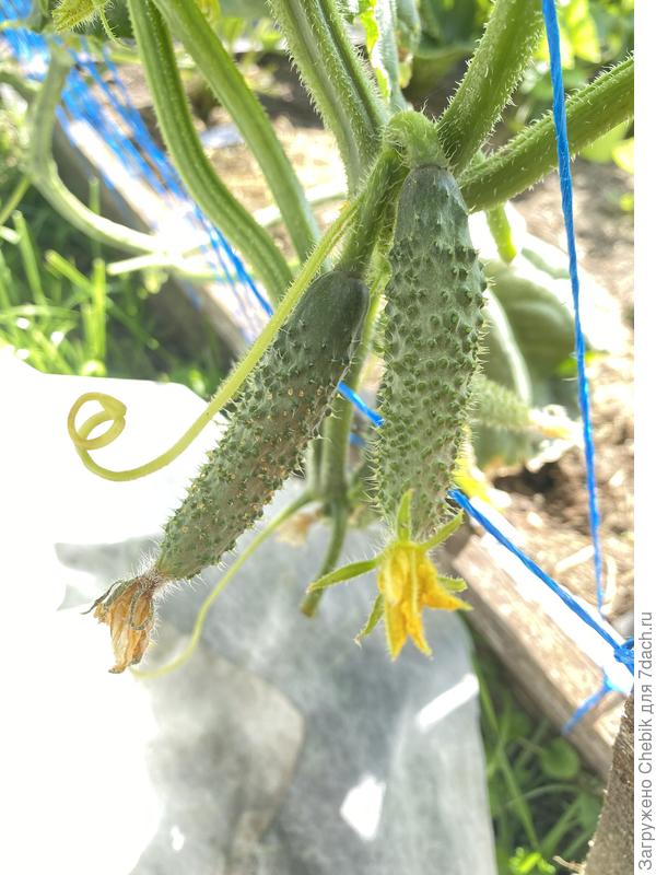 Молодые зеленцы