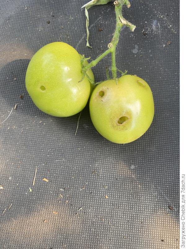 И это не первые.