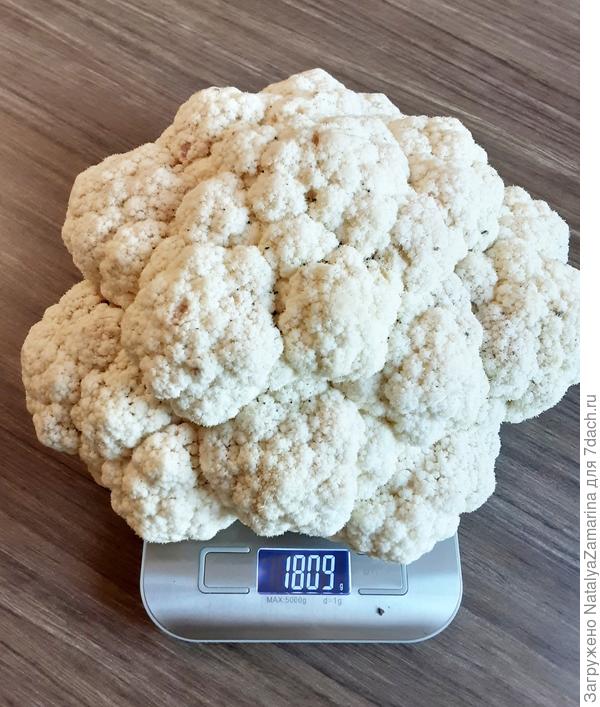 Цветная капуста Метелица