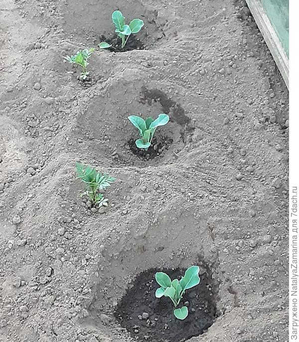 Цветная капуста