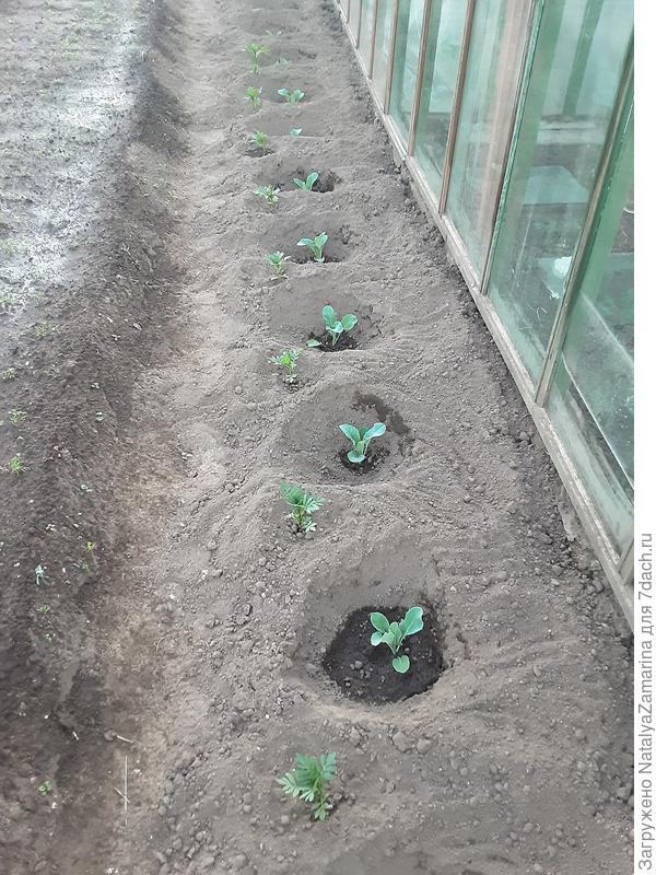 Посадка цветной капусты в грунт