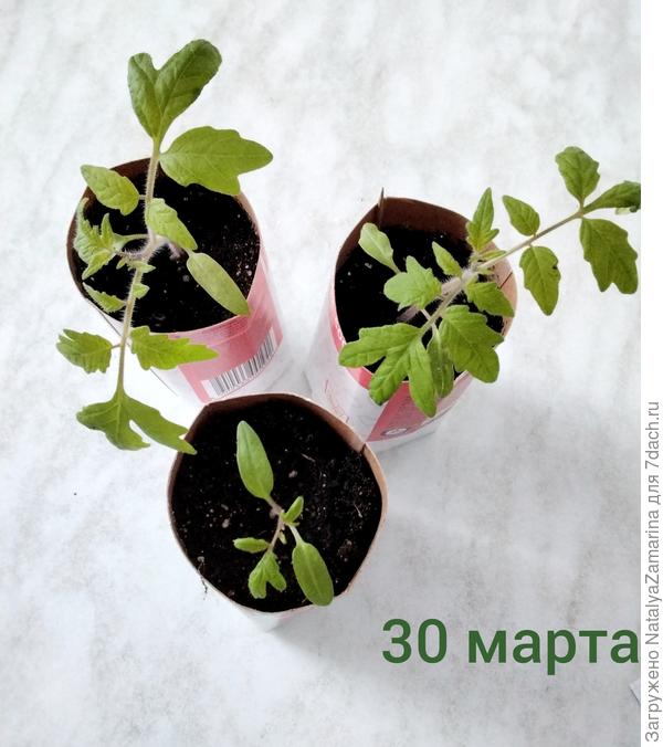 Рассада на 30 марта