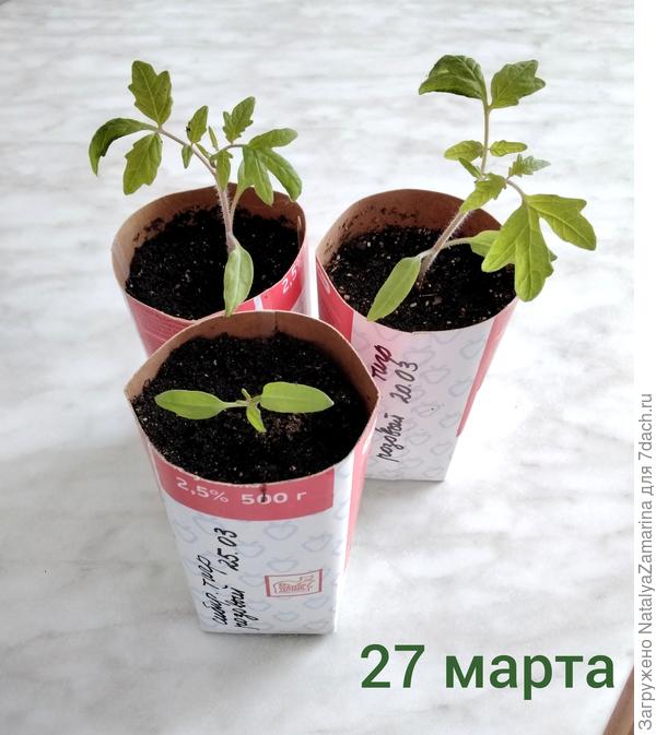 Рассада на 27 марта