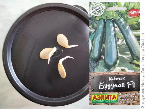 Проклюнувшиеся семена